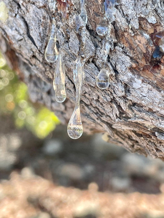 Ist Mastix von Chios nachhaltig?