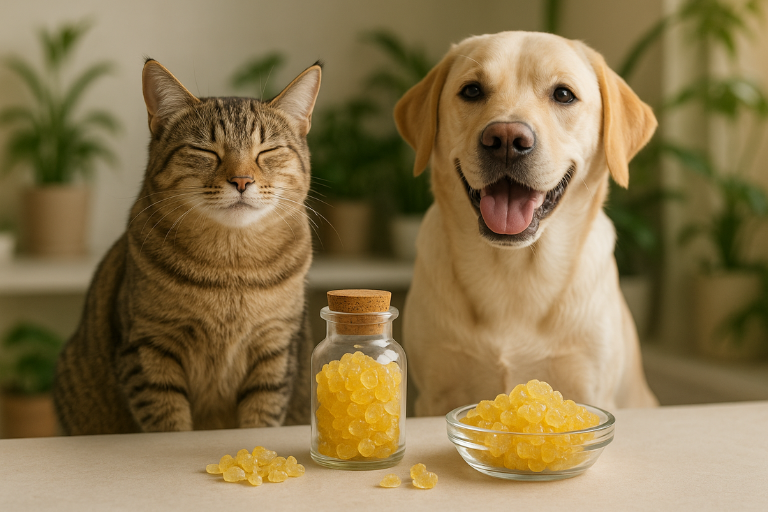 Mastix als Heilmittel für Katzen und Hunde?